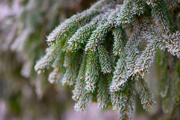 在冬季的森林里 密闭着覆盖着积雪的冷杉树枝 — 图库照片