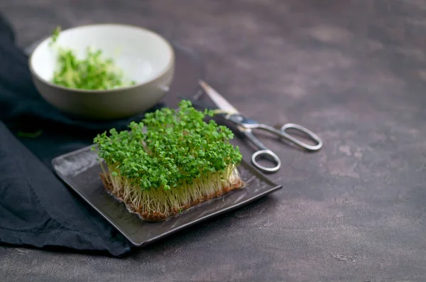 Färska Mikrogröna Svart Bakgrund Odlar Groddar För Hälsosam Sallad Rätt — Stockfoto