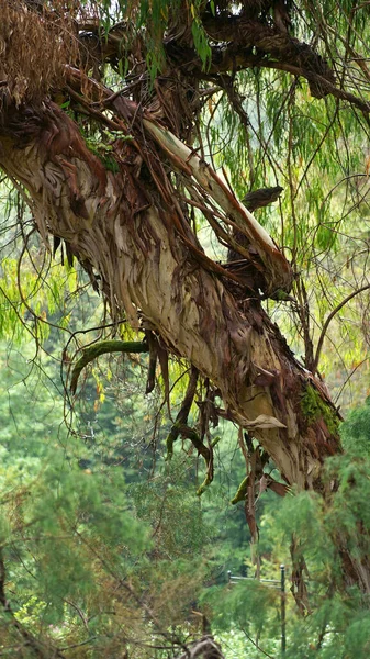 Eukaliptusowe Liście Gałąź Eukaliptusa Ostrość Selektywna — Zdjęcie stockowe