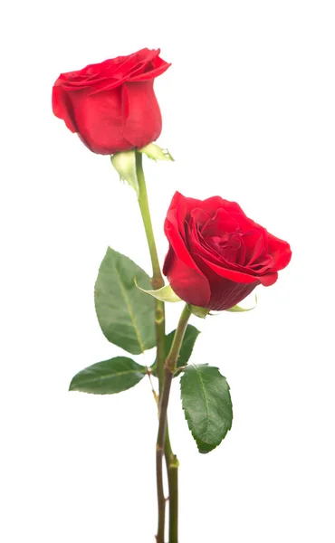 Varias Rosas Rojas Sobre Fondo Blanco — Foto de Stock