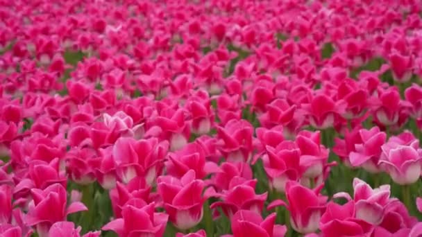 Maravillosa Tierra Agrícola Con Coloridos Campos Tulipanes Rosados — Vídeo de stock