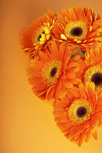 菊花在橙色的背景上紧密相连 — 图库照片