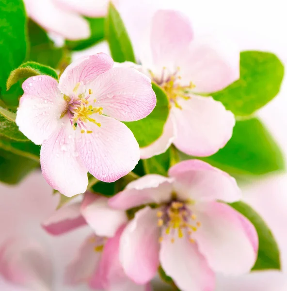 Apple Tree Blossoms Green Leaves Isolated White Background — Stock Photo, Image