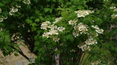 Koyu yeşil arka planda Viburnum opulus. Viburnum opulus büyük, yaprak döken bir çalı. Seçici odaklanma. Doğal tasarım için doğa konsepti