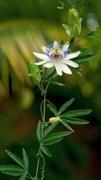 Красивая Растительность Яркие Цветущие Растения Батумского Ботанического Сада — стоковое фото