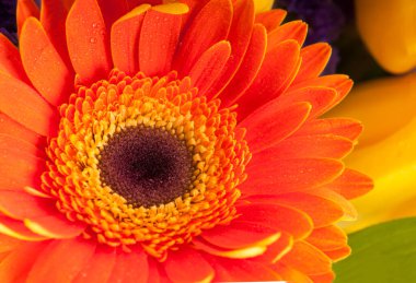 turuncu gerbera çiçeği beyaz arkaplanda izole