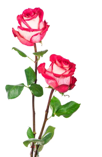 Rose Flower Clipping Path Side View Beautiful Roses Stem Leaves — Fotografia de Stock