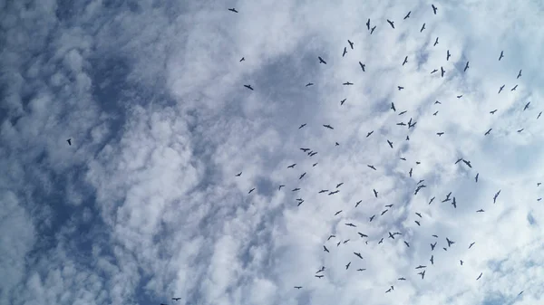 wide angle photography of blue sky with white clouds, with a lot of birds silhouettes flying up in the air, on a sunny day