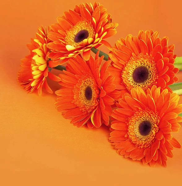 菊花在橙色的背景上紧密相连 — 图库照片
