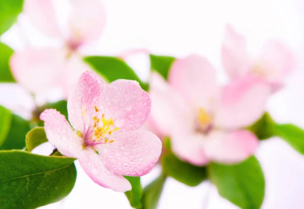 白地に緑の葉が孤立したリンゴの木の花 — ストック写真