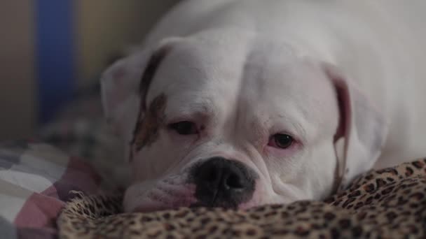 White Dog Breed American Bulldog Lies Bed — Vídeos de Stock