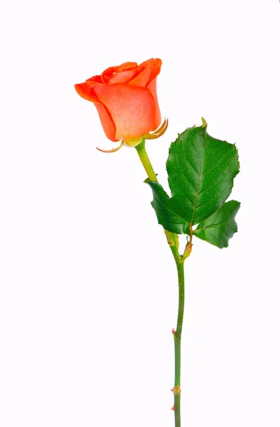 Red Rose Flower Clipping Path Side View Beautiful Single Red — Stockfoto
