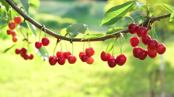 Ripe Red Cherry Grows Tree Garden — Video Stock