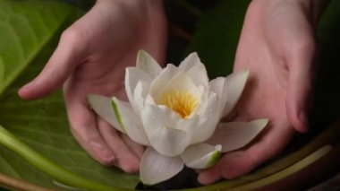The white lotus flower on green leaf background.Beautiful white lotus floating in a pond.