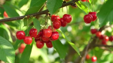 Ripe, red cherry grows on a tree. Garden.