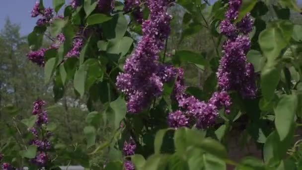 Imagen Foco Suave Rama Floreciente Una Lila Púrpura Flores Primavera — Vídeo de stock