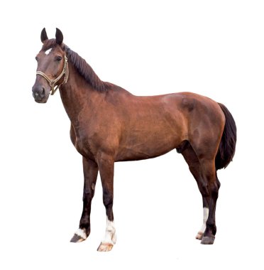 Beyaz arka plan üzerinde izole yabani sulu çilek