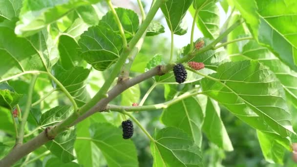 Organic Mulberry Fruit Tree Green Leaves Black Ripe Red Unripe — ストック動画