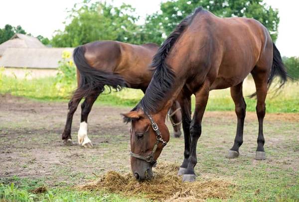 Cheval Brun Dans Une Écurie — Photo