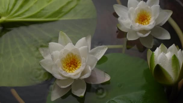 White Lotus Flower Green Leaf Background Beautiful White Lotus Floating — Vídeos de Stock