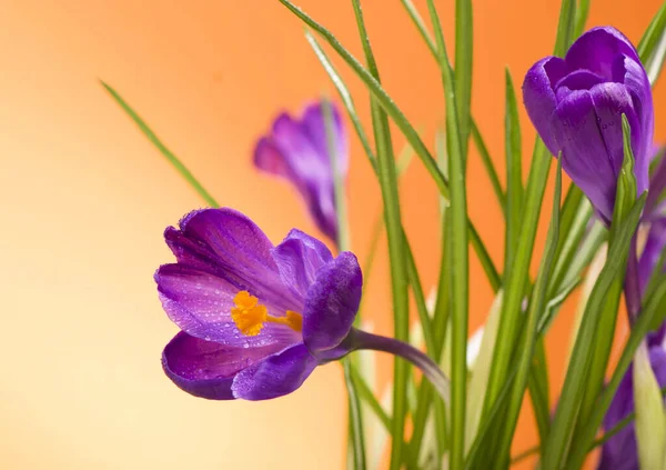 Çiğdemler Çiçekler Üzerinde Turuncu Bir Arka Plan Bahar — Stok fotoğraf