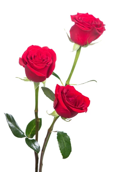 Varias Rosas Rojas Sobre Fondo Blanco — Foto de Stock