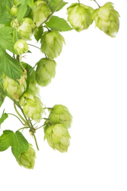 Yeşil koni yığını beyaz üzerine izole edilmiş.