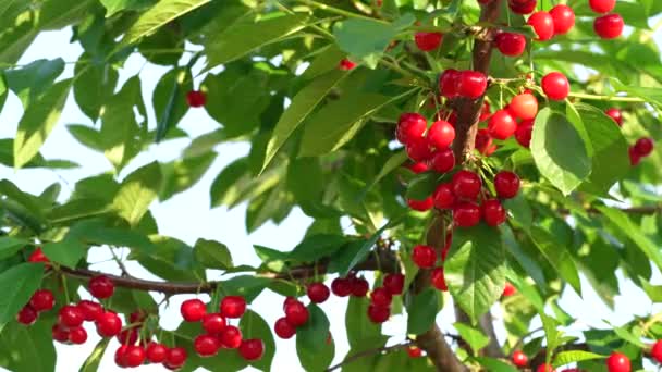 Ripe Red Cherry Grows Tree Garden — Vídeo de Stock