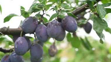 Seçici odaklanma. Erik bahçesinde olgun mavi mor erikler. Tarım ve taşımacılık geçmişi. Manny, tarlada olgun meyveler var. Orchad 'da olgun erikler.