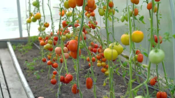 Vegetabilsk Have Med Planter Røde Tomater – Stock-video