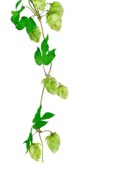 Pile Green Hop Cones Isolated White — Stock Photo, Image