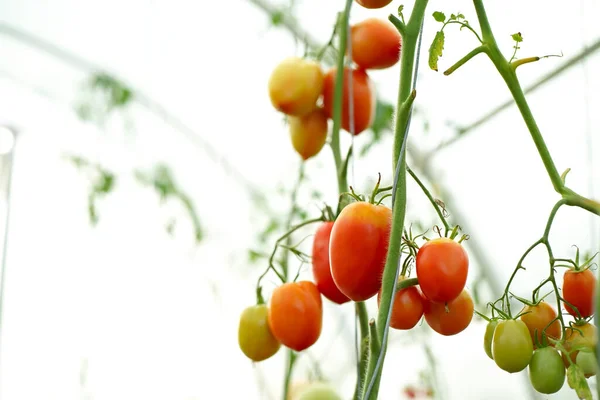 Beautiful Red Ripe Tomatoes Grown Greenhouse Delicious Red Tomatoes Hanging — Stock Photo, Image