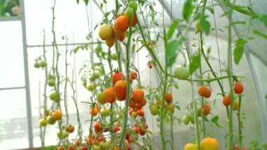 Kırmızı ve sarı olgun domatesler bir serada yetişir. Özel bir çiftlikteki dalda taze domates.