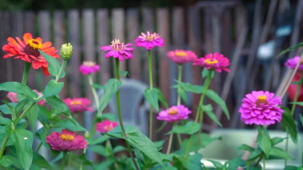 Bahçedeki Güneşte Zinnia Çiçekleri Çiçeğin Yaygın Adı Başlıca Isimdir Yaz — Stok video