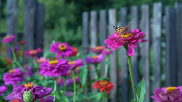 Fleurs Zinnia Soleil Dans Jardin Nom Commun Fleur Est Majeur — Video