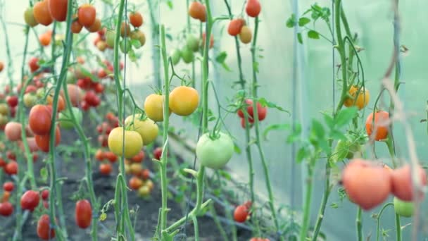 Kasvipuutarha Kasveilla Punaisia Tomaatteja — kuvapankkivideo