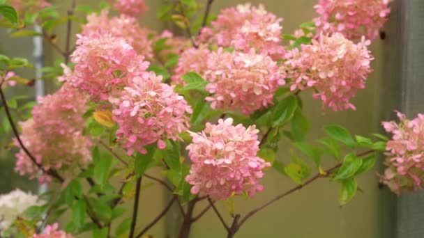 Hydrangea Paniculata Panicled Hydrangea Species Flowering Plant Family Hydrangeaceae — стокове відео