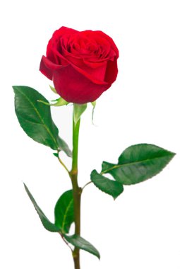 Beyaz arkaplanda kırmızı gül