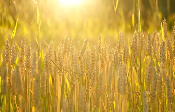 Großaufnahme Von Weizenähren Weizenfeld Einem Sommertag Erntezeit — Stockfoto