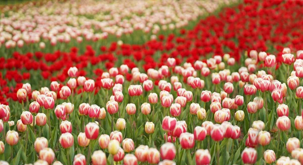 Hermosa Macro Tulipán Con Bulbo Rojo Fondo Primavera — Foto de Stock