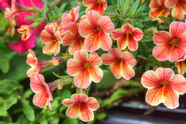 Trailing petunia en una cesta colgante . —  Fotos de Stock