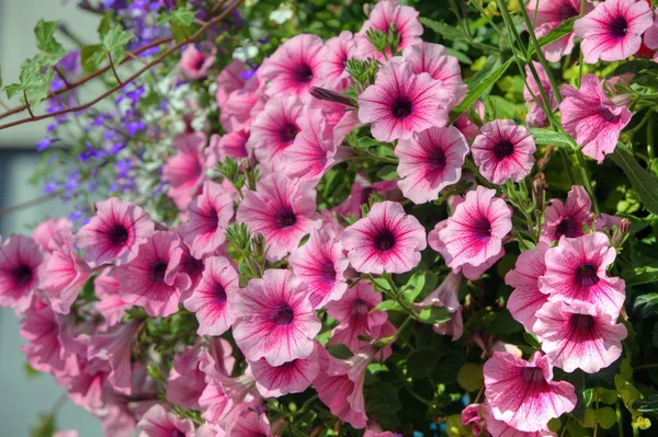 Pétunia traînant dans un panier suspendu . — Photo