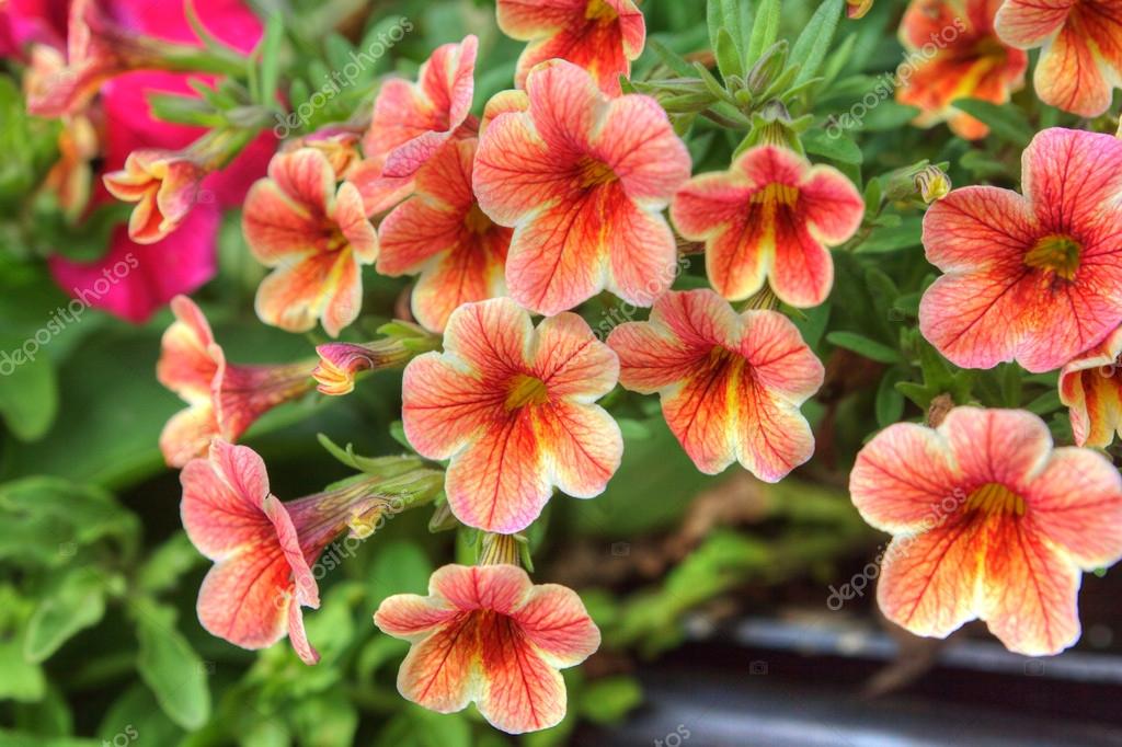 Trailing petunia in a hanging basket. Stock Photo by ©Debu55y 12562689