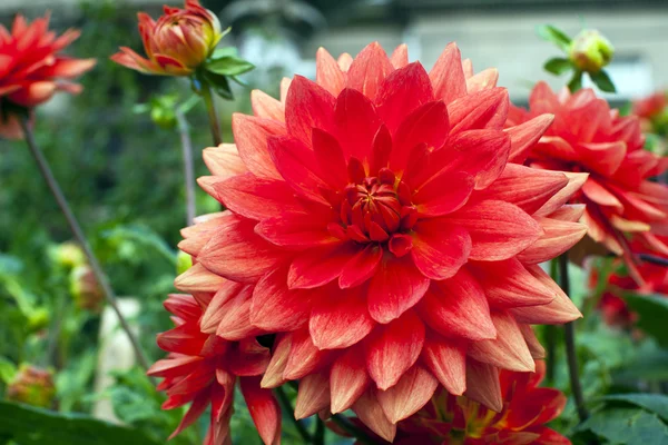 Dahlias v zahradě — Stock fotografie