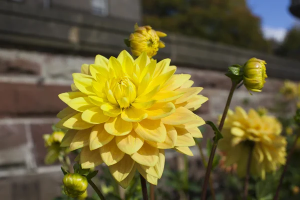 Dalias en un jardín —  Fotos de Stock