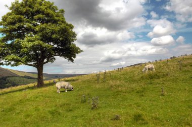 English landscape with sheep clipart