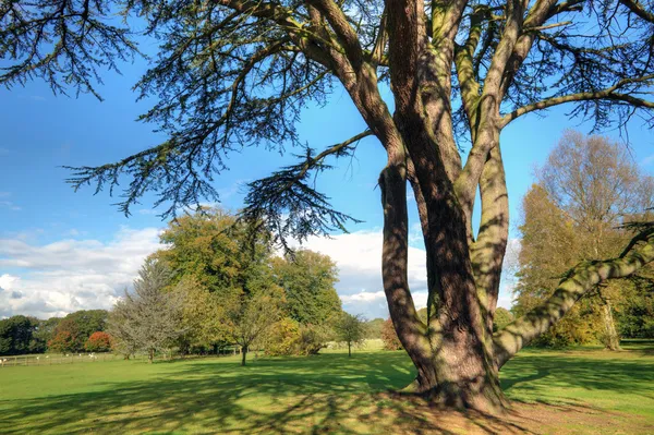 Oude cedar boom — Stockfoto