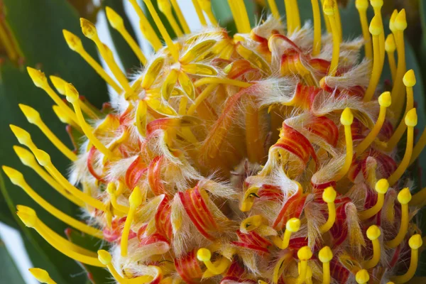 Protea flower — Stock Photo, Image