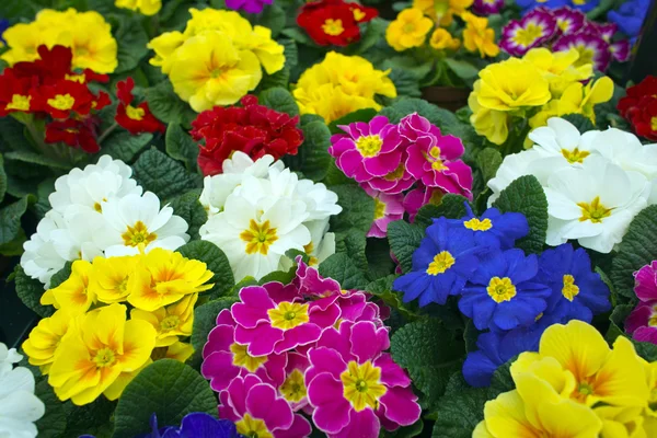 Primulas in assorted colours — Stock Photo, Image