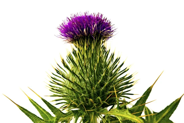 Cabeza de flor de cardo . — Foto de Stock